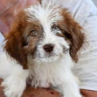 Carlina möchte Ihnen Freude bereiten, Hündin zur Adoption