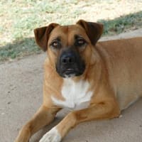 Evan sucht aktive Menschen, Hund zur Adoption