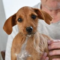 Alix freut sich auf Sie, Hund zur Adoption