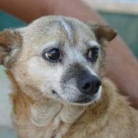 Familienanschluss für Akita gesucht, Hündin zur Adoption