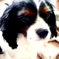 Lenny in 47877 Willich, Hund zur Adoption