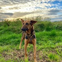 Treue Seele Rina, kinderlieb,sanft (E), Hündin zur Adoption