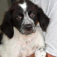 Rodeo hofft auf seine Chance, Hund zur Adoption