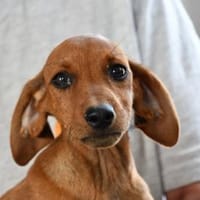 Familie für Arno gesucht, Hund zur Adoption