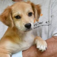 Geben Sie Costant ein Zuhause?, Hund zur Adoption