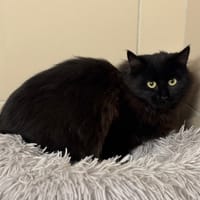 Nelly CAB4792, chatte à adopter