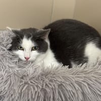 Ello CAB4793, chat à adopter