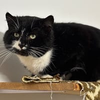 Niloo CAB4789, chat à adopter