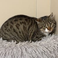 Chichi CAB4794, chat à adopter