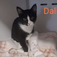 DALLAS, chatte à adopter