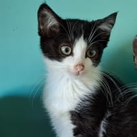 WINNIE, chatte à adopter