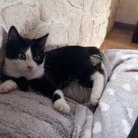 ARES, chat à adopter