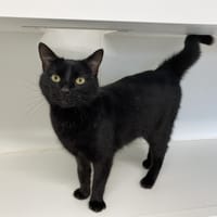 MIDNIGHT (En cours d'adoption), chat à adopter