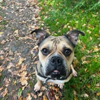 RUBY OAA19863, chienne à adopter