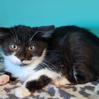 mini DAISY, chatte à adopter