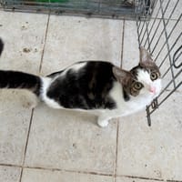 Keïb, chat à adopter