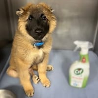 DIANA, chienne à adopter