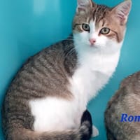 Roméo, chat à adopter