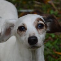 MANDA CHAO, chienne à adopter