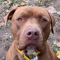 BRAM'S, chien à adopter