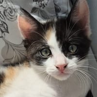 Alice, chatte à adopter