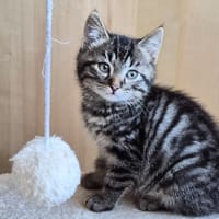 FIGARO, chat à adopter