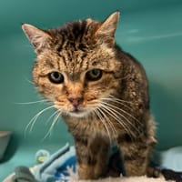 ODETTE, chatte à adopter