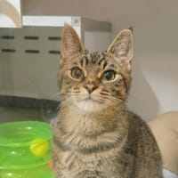 Athéna (Réservée), chatte à adopter
