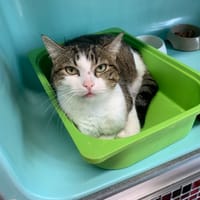 Filou, chat à adopter