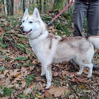 ONYX, chienne à adopter