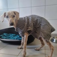 TITOU, chien à adopter