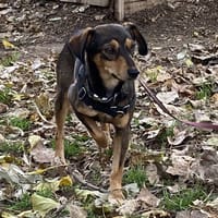 FLIPE, chienne à adopter