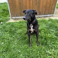 MARLEY, chien à adopter