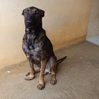 Kari, chien à adopter