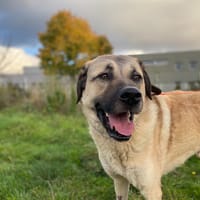 ALABAC, chien à adopter