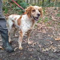 TOUK, chien à adopter