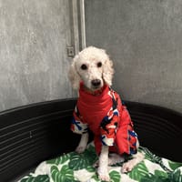 ABRICOT, chien à adopter