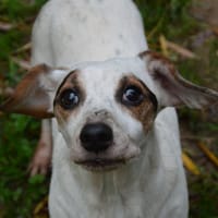 NORA CHAO, chienne à adopter