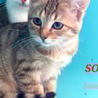 Sassy, chatte à adopter