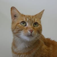 RUMBA, chatte à adopter