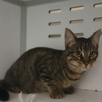 DISCO, chat à adopter