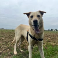 NALA (réservée) OAA19870, chienne à adopter