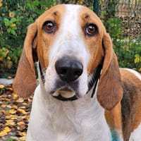 CLARICE, chienne à adopter