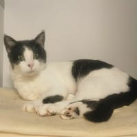 Tessie, chatte à adopter