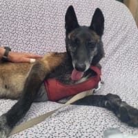 TANIA, chienne à adopter