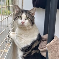 Dino CAB4790, chat à adopter