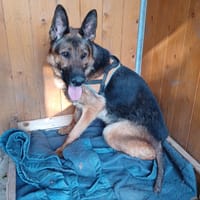 SHERLOCK, chien à adopter