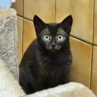 HATTIE, chatte à adopter