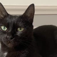 CHARLIE C, chatte à adopter