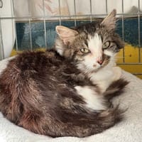 Pléïone, chat à adopter